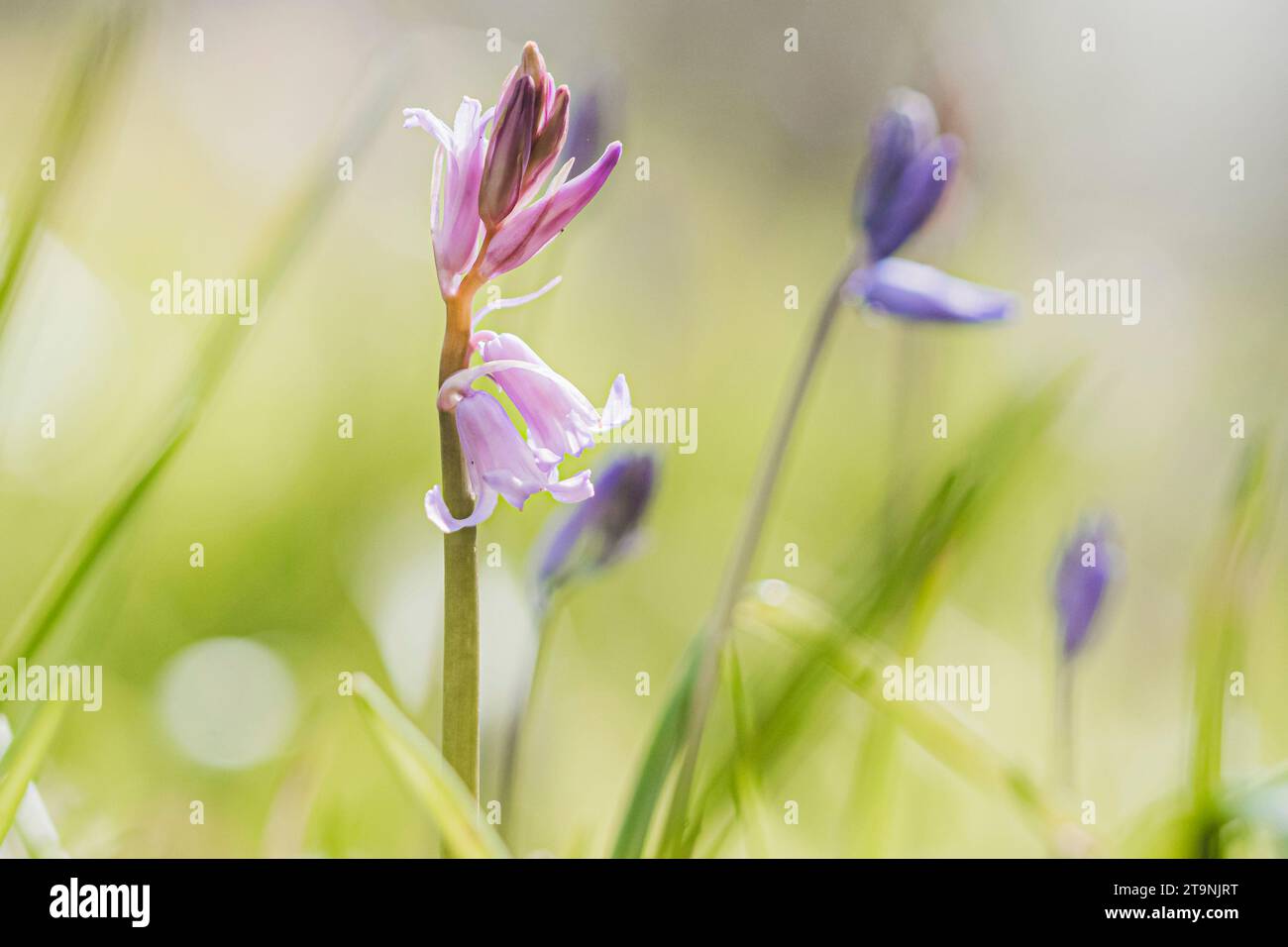 Foresta di fiori di campanello - foto con bassa profondità di campo nella natura selvaggia Foto Stock