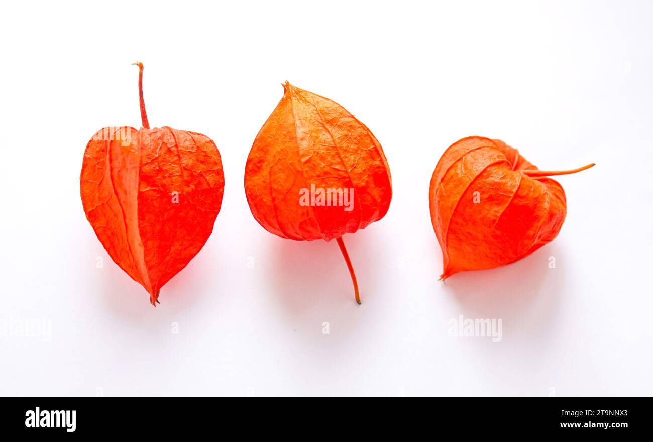 Tre fiori d'arancio di fisiosi isolati su sfondo bianco. Foto macro di cape Gooseberry o Physalis. Foto Stock