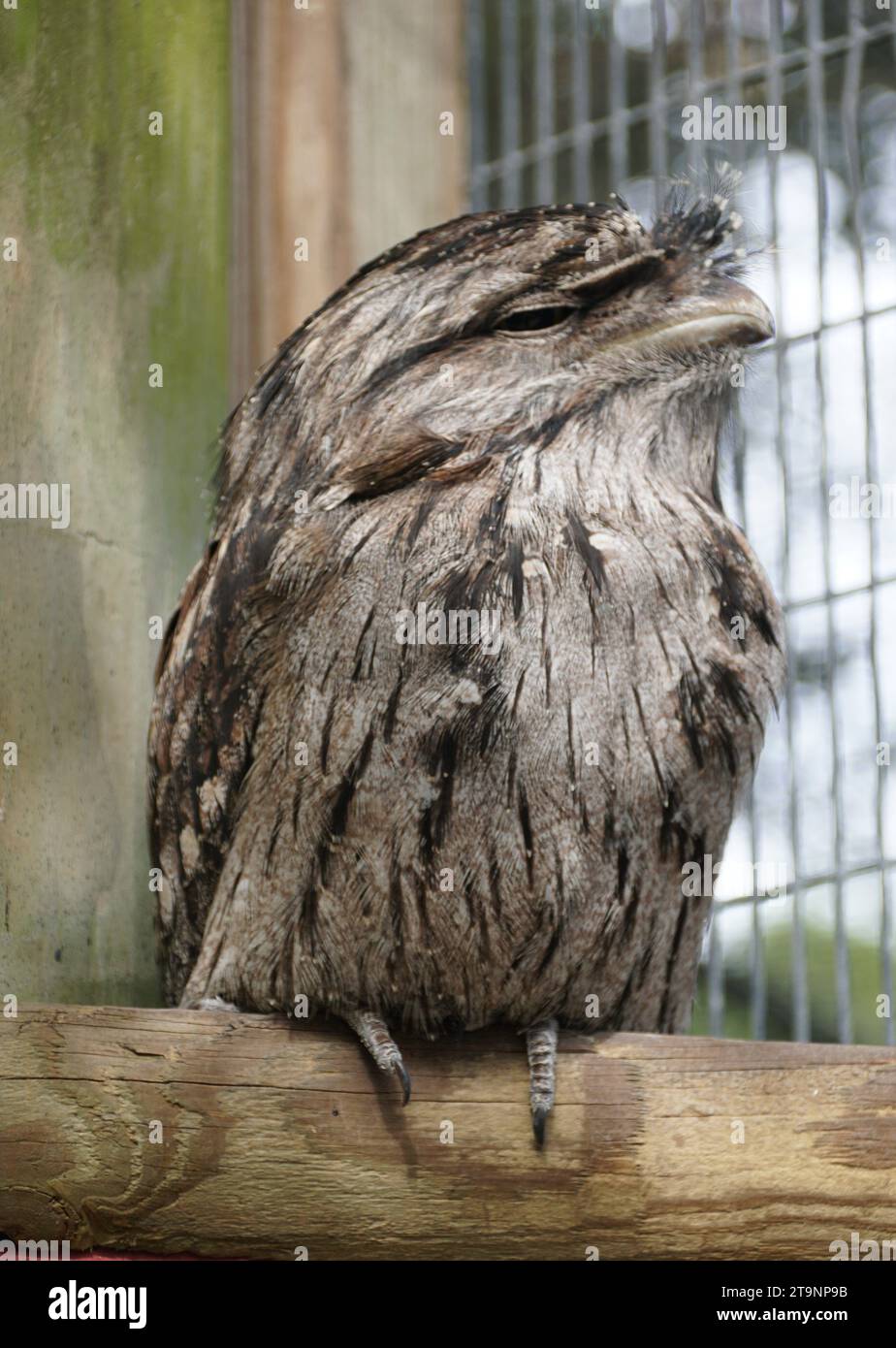 Primo piano di una bocca di rana di Tawny con piume marrone chiaro Foto Stock