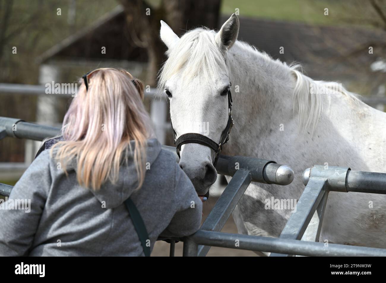 Allevamento di cavalli Lipizzaner a Piber in Stiria - i lipizzani sono allevati qui dal 1920. I puledri nascono con pelliccia nera, grigia o marrone. Hanno la t Foto Stock