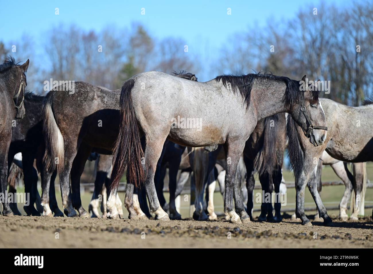 Allevamento di cavalli Lipizzaner a Piber in Stiria - i lipizzani sono allevati qui dal 1920. I puledri nascono con pelliccia nera, grigia o marrone. Hanno la t Foto Stock