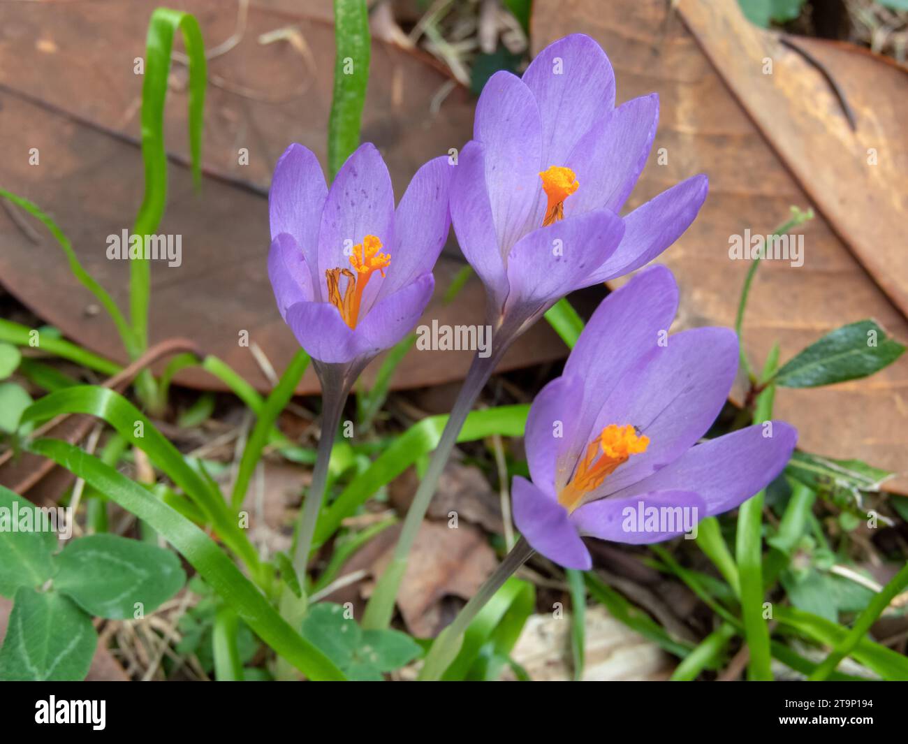 Fiori di croco viola con riflessi arancioni nel giardino autunnale. Colchicum autumnale o pianta da fiore di zafferano prato. Foto Stock