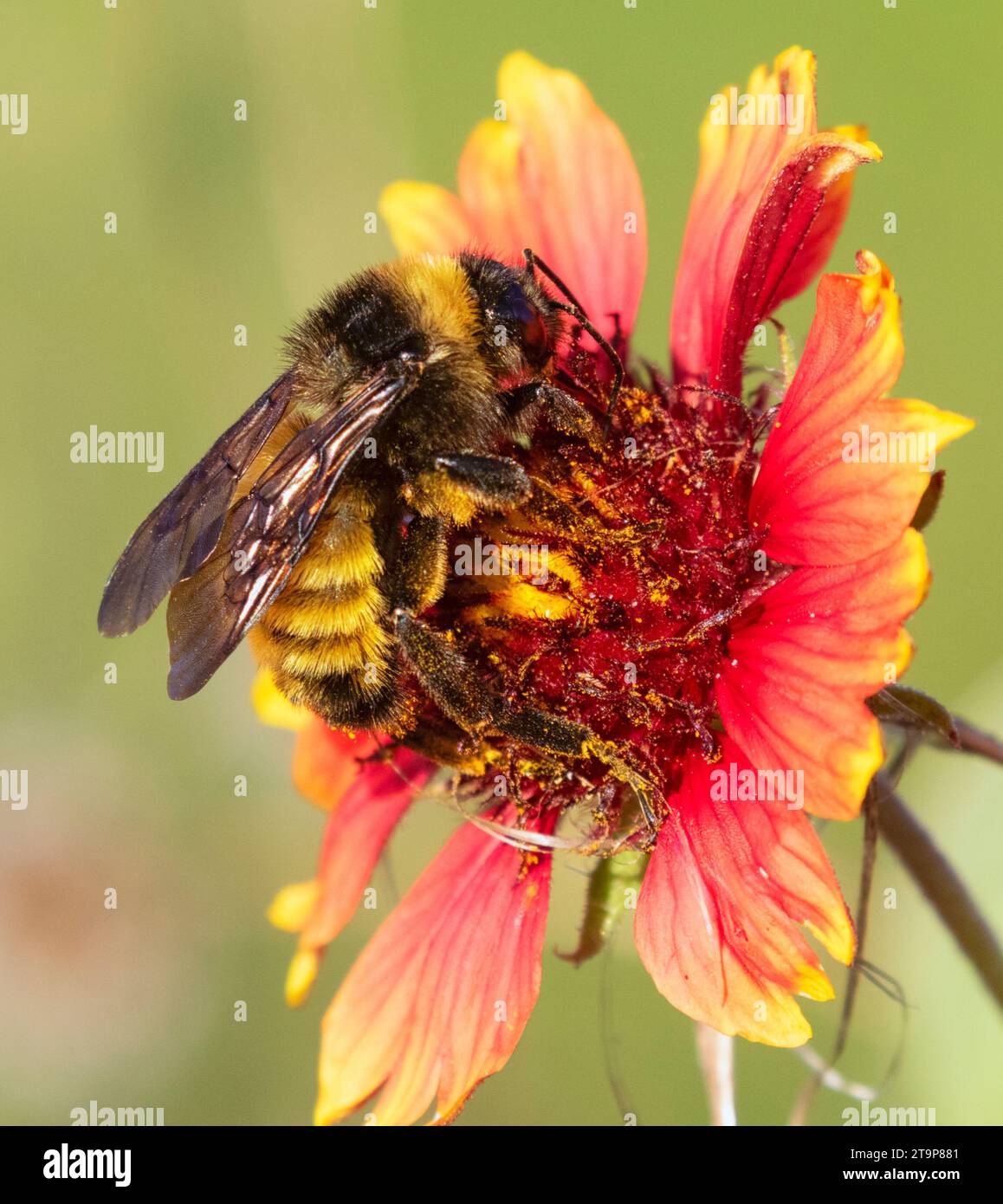 Bumblebee che si nutrono di fiori di Gaillardia, Galveston, Texas Foto Stock