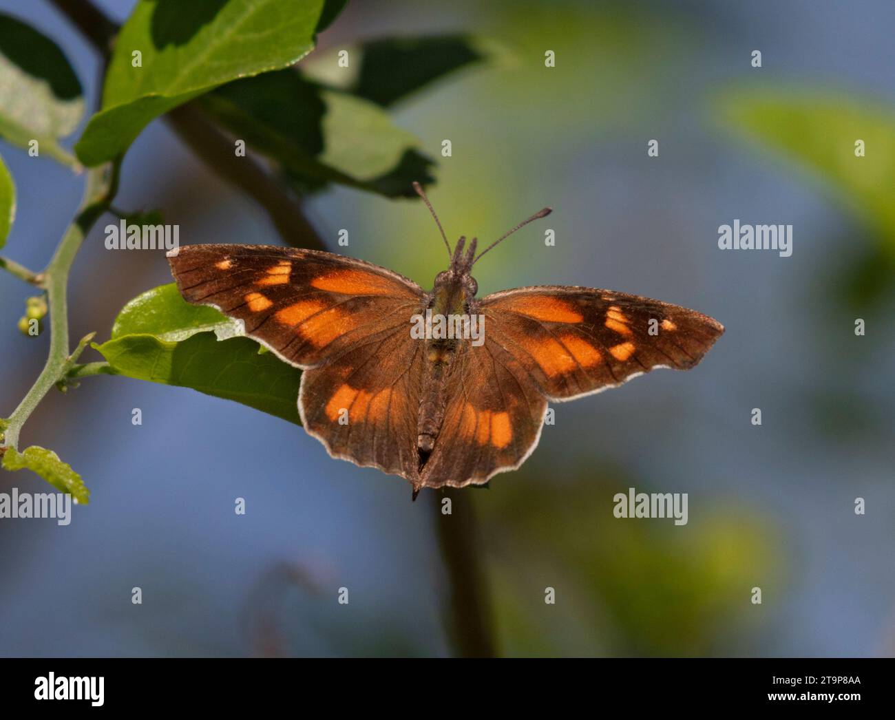Primo piano della farfalla del muso americano (Libytheana carinenta) Foto Stock