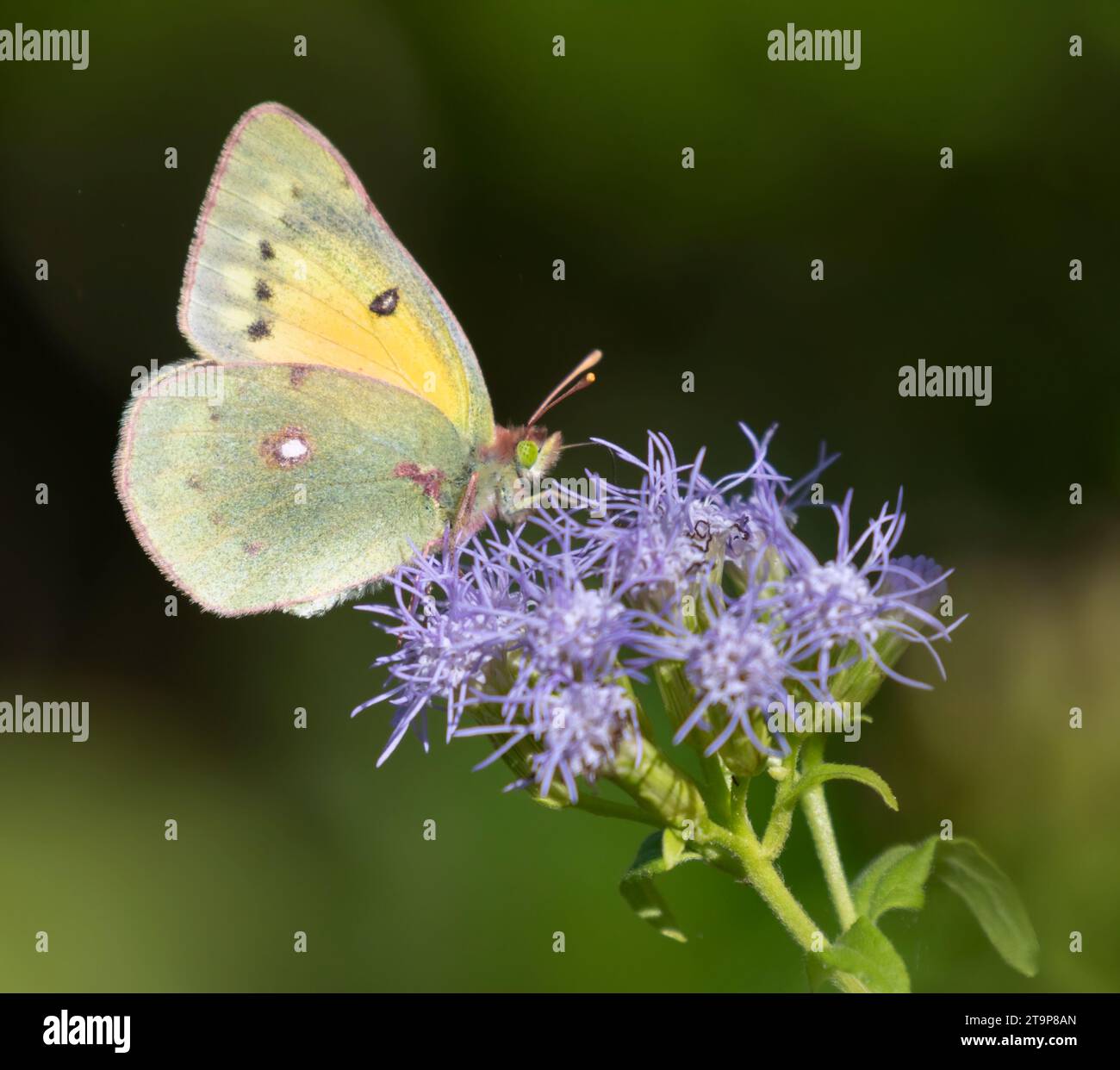 Colias philodice, zolfo nuvoloso sui fiori di mignolo al National Butterfly Center, Mission, Texas Foto Stock