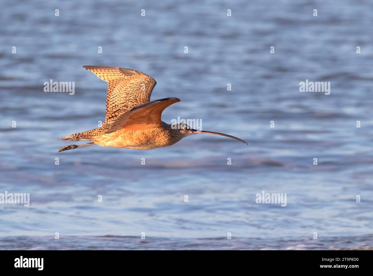 Il ricciolo a becco lungo (Numenius americanus) sorvola l'oceano, Galveston, Texas Foto Stock