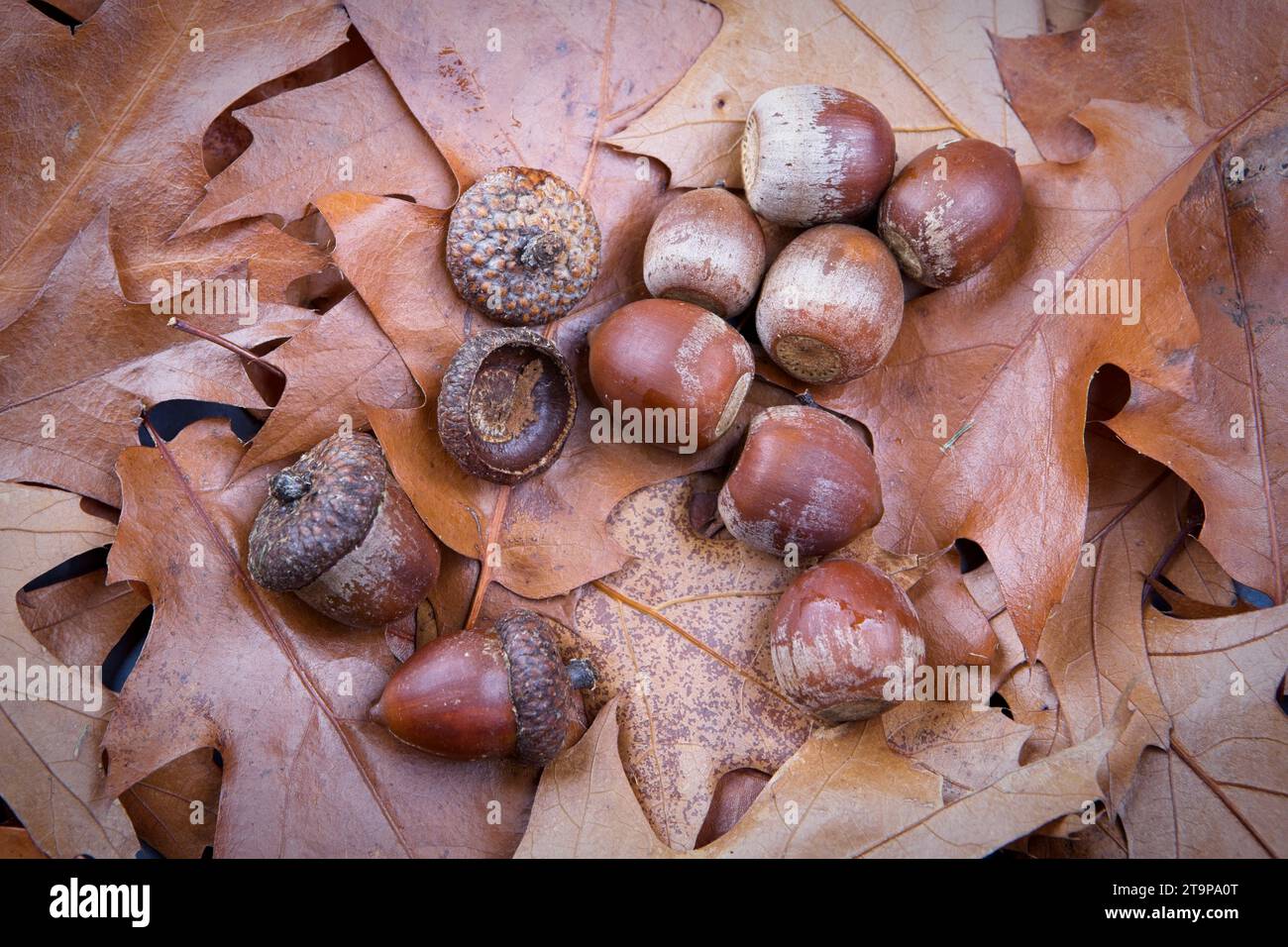 Una foto di concetto a base piatta di ghiande e cappucci su foglie essiccate in autunno. Foto Stock