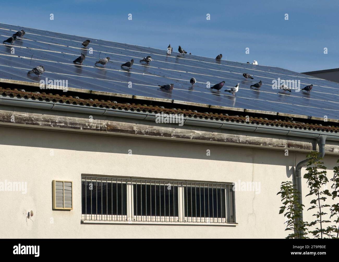 Pigeon on a photovoltaik roof in Marktoberdorf, Germania, 16 ottobre 2023. Credito: Imago/Alamy Live News Foto Stock