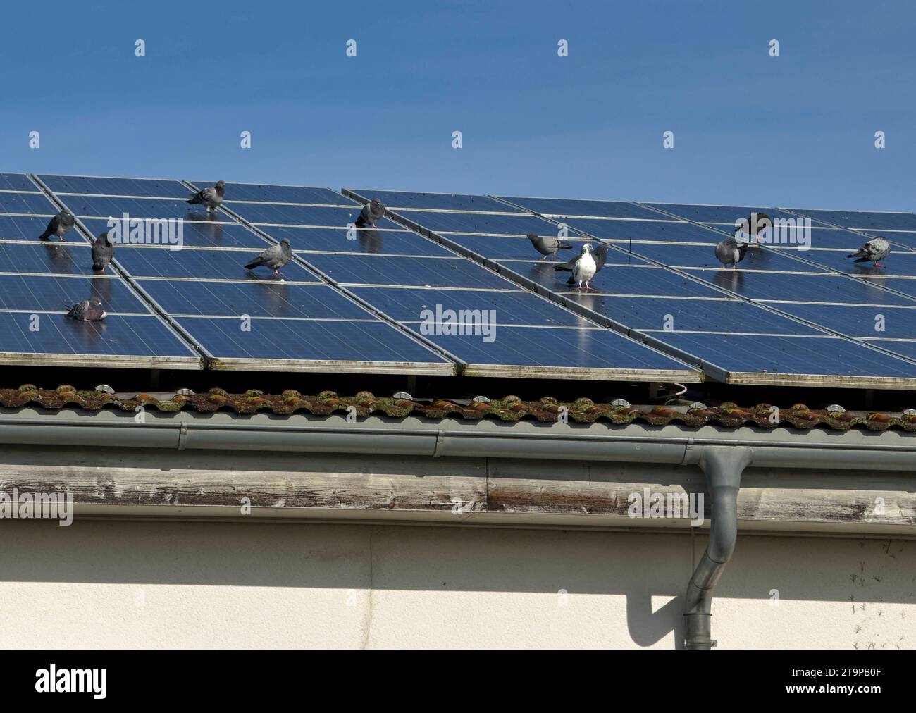 Pigeon on a photovoltaik roof in Marktoberdorf, Germania, 16 ottobre 2023. Credito: Imago/Alamy Live News Foto Stock