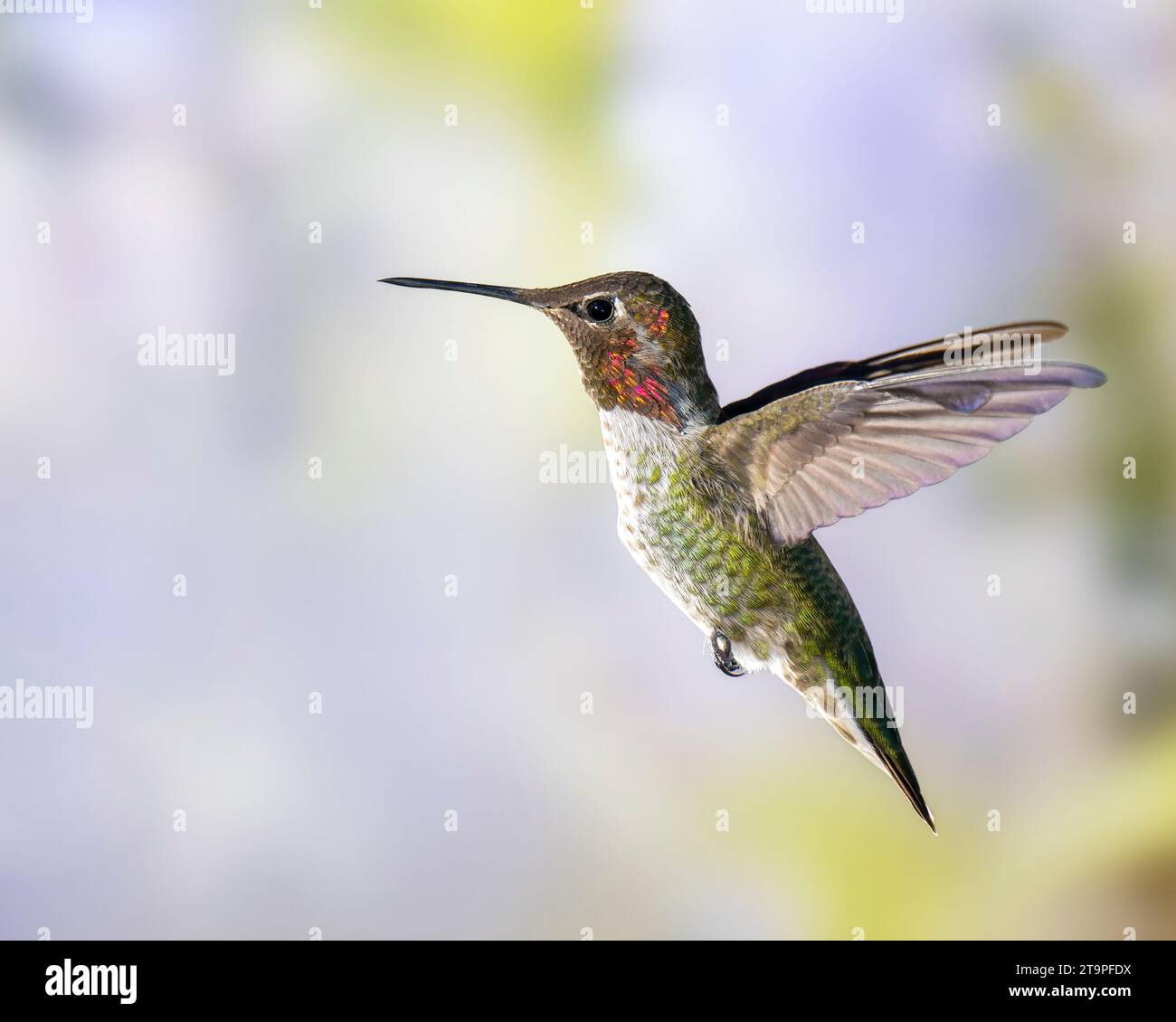 Hummingbird di Anna in volo Foto Stock