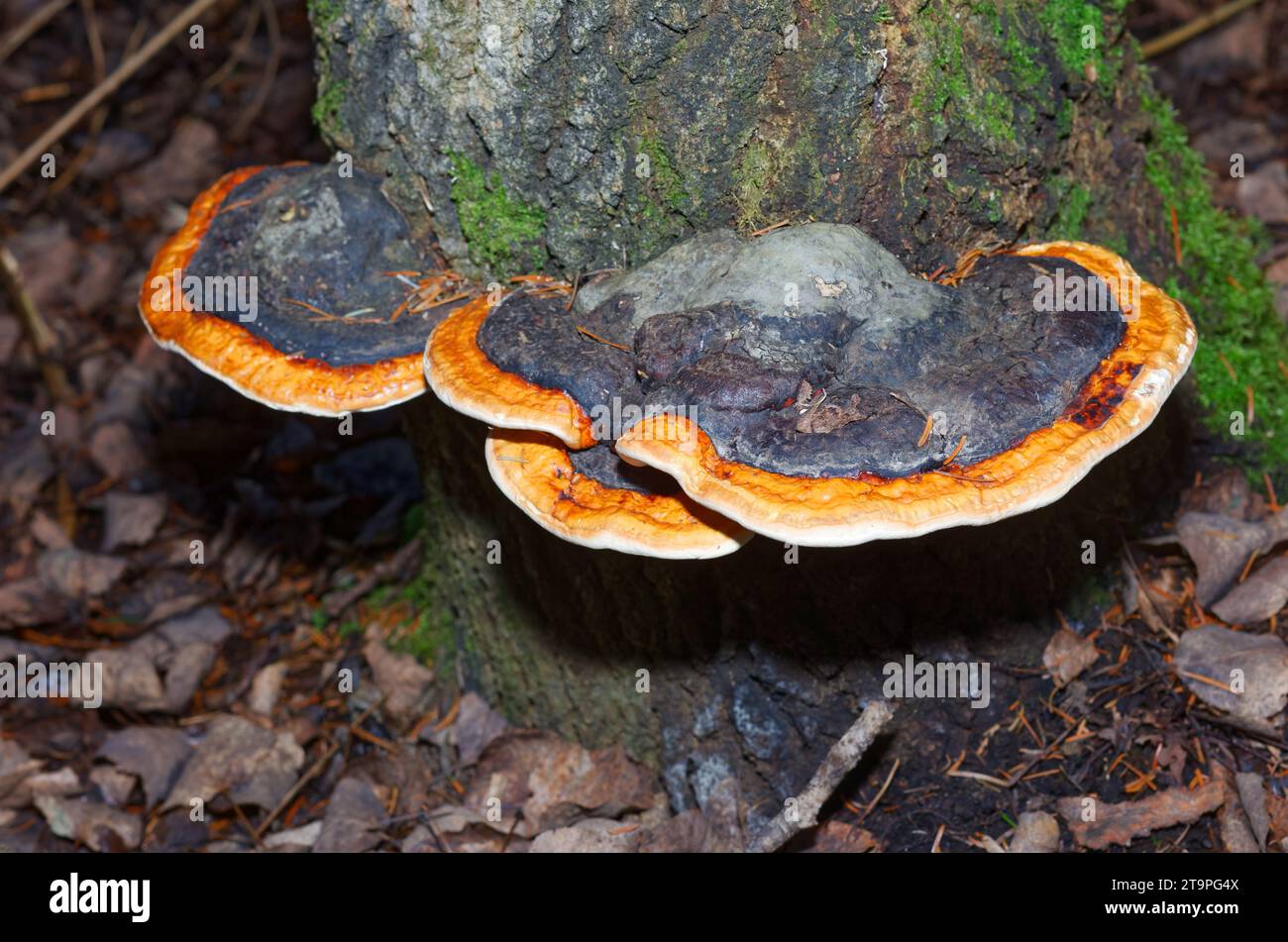 Fomitopsis Pinicola fungo che cresce su un albero. Quebec, Canada Foto Stock