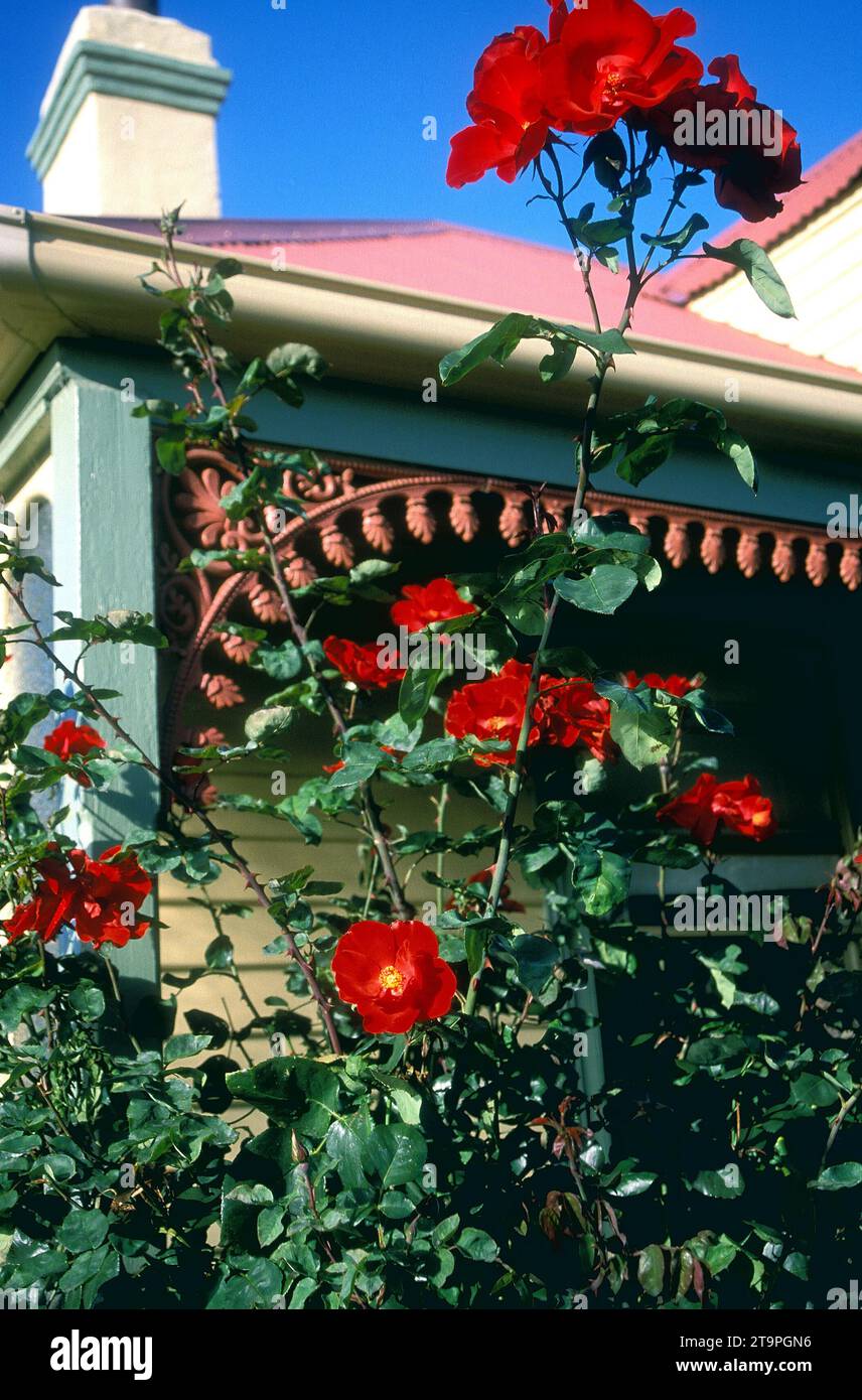Architettura residenziale in stile vittoriano e Rose Garden, Tasmania, Australia Foto Stock