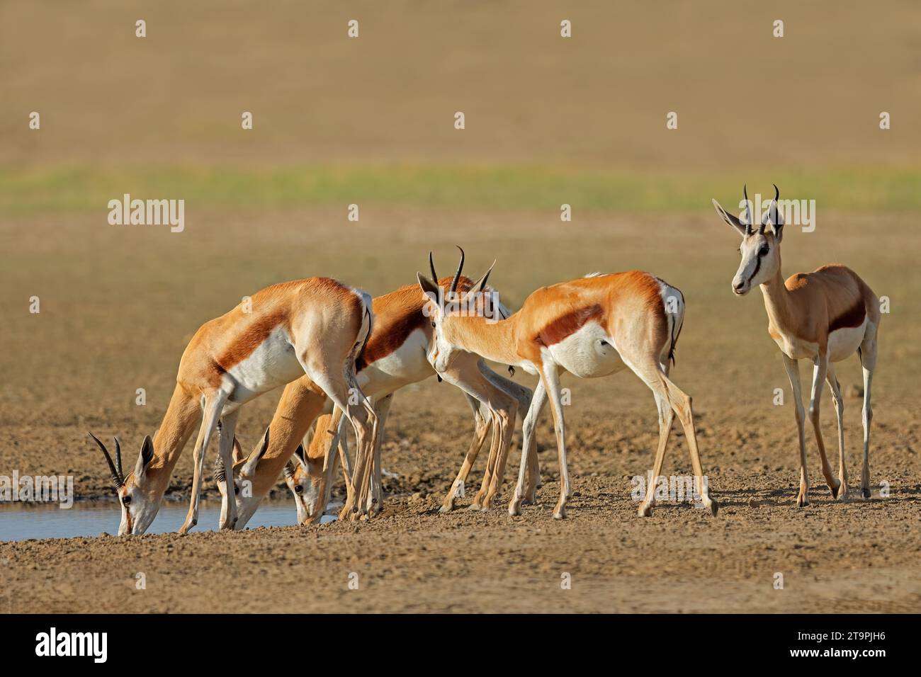 Antilopi springbok (Antidorcas marsupialis) in una pozza d'acqua, deserto del Kalahari, Sudafrica Foto Stock