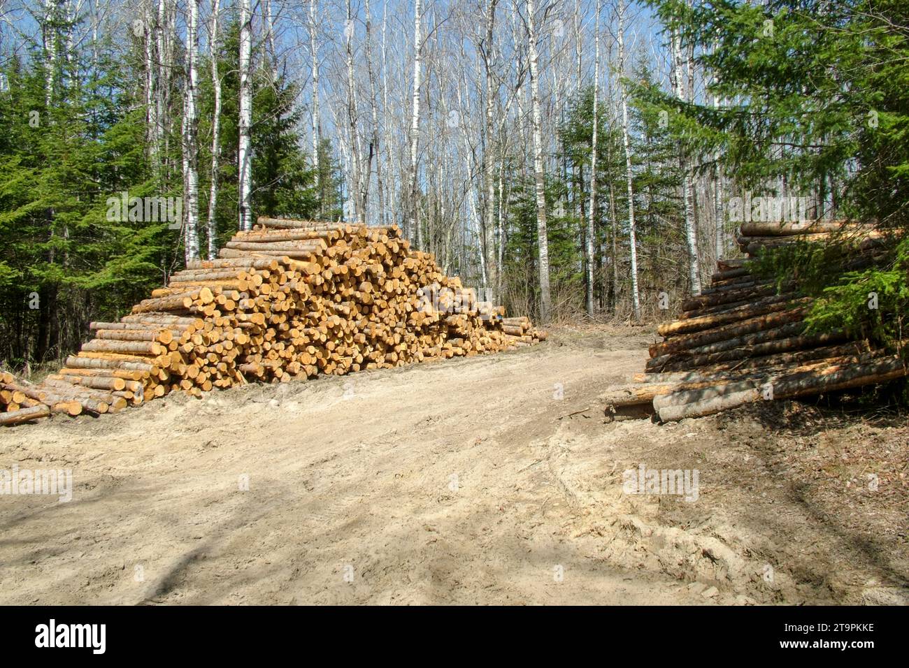 I tronchi tagliati impilati si accumulano in attesa di un viaggio alla cartiera/polpa nella Chippewa National Forest, Minnesota settentrionale, USA Foto Stock