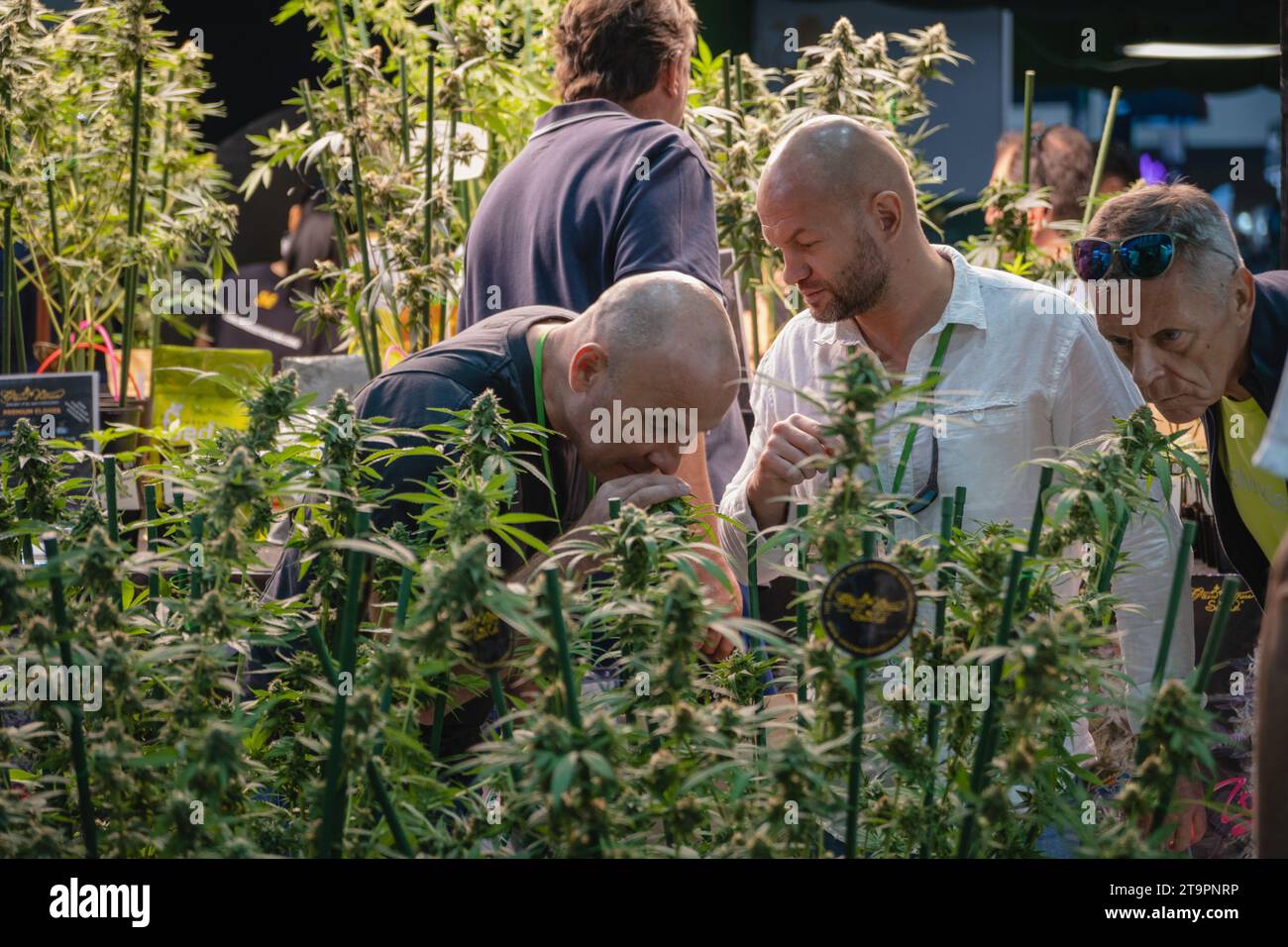 Bangkok, Thailandia. 23 novembre 2023. I visitatori possono vedere odorare piante di cannabis, all'Asia International Hemp Expo 2023, al Queen Sirikit National Convention Center (QSNCC), a Bangkok. L’Asia International Hemp Expo 2023 è la prima fiera commerciale per l’industria della canapa in Asia per imprenditori e industriali che cercano informazioni, vantaggi cruciali, maggiore consapevolezza e soluzioni sostenibili per il futuro della canapa, che è già stata sbloccata e legalizzata in Thailandia. Credito: SOPA Images Limited/Alamy Live News Foto Stock