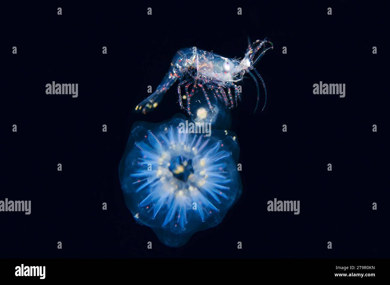 Penaeid Shrimp larva, Penaeidae Family, on Circular Salp chain, Salpidae Family, Blackwater night dive, Seraya, Karangasem, Bali, Indonesia, India oC Foto Stock