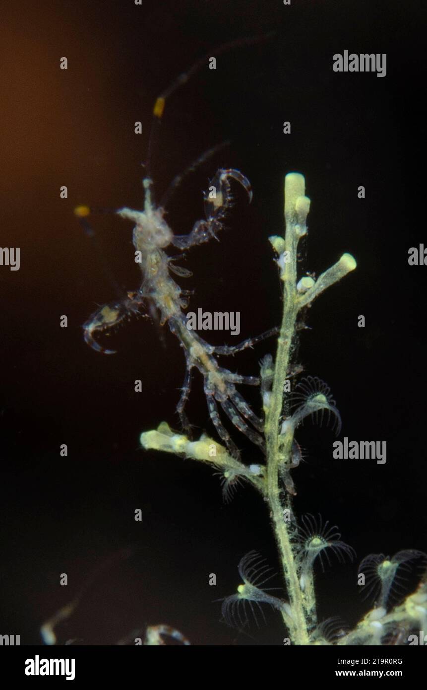 Skeleton Shrimp, Caprella sp, on Hydroid, Hydrozoa Class, Batu niti dive site, Tulamben, Karangasem, Bali, Indonesia, Oceano Indiano Foto Stock