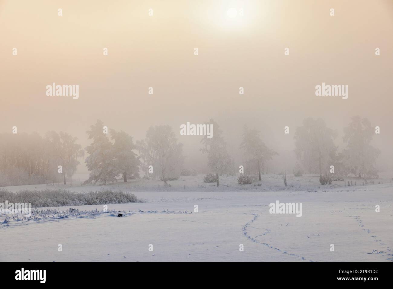 Clima atmosferico in inverno con neve e gelo Foto Stock