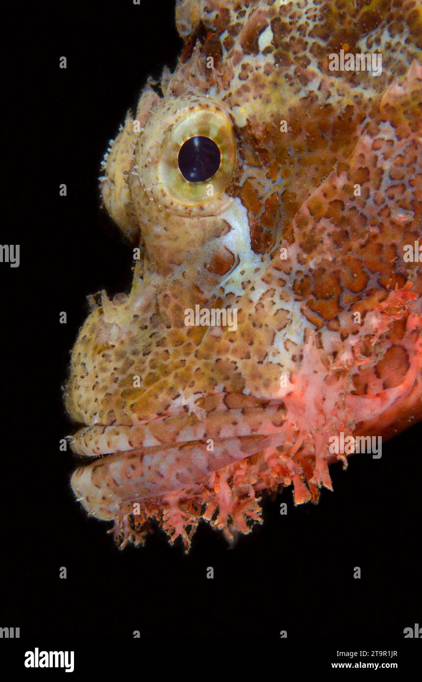 Scorpione con nappine, Scorpaenopsis oxycephala, immersione notturna, sito di immersione Seraya Secrets, Seraya, Karangasem, Bali, Indonesia, Oceano Indiano Foto Stock