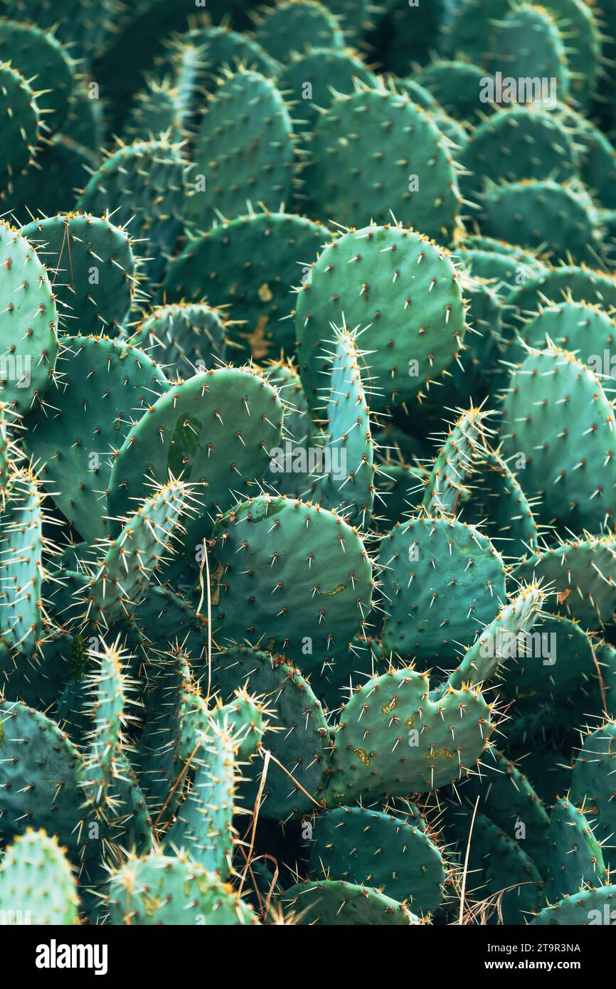 Cactus tulipano d'India (Opuntia phaeacantha). Messa a fuoco selettiva Foto Stock