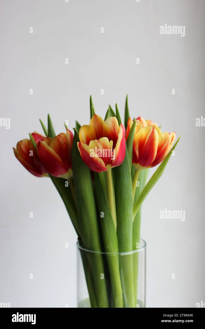Tulipani rossi gialli in Un mazzo di foto stock verticale con vaso rotondo Foto Stock