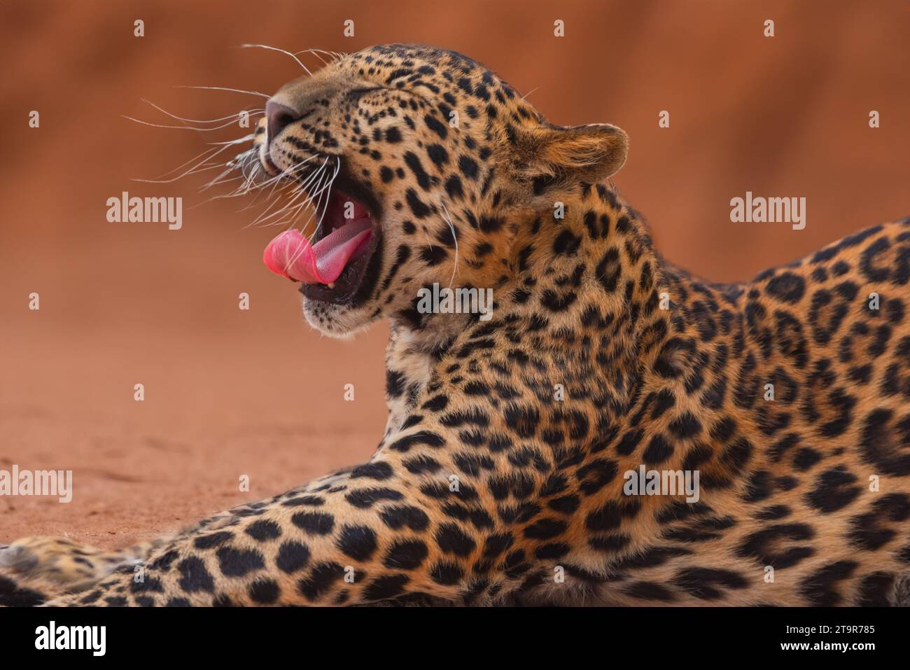 Predatore africano con pantera leopardata all'aperto Foto Stock