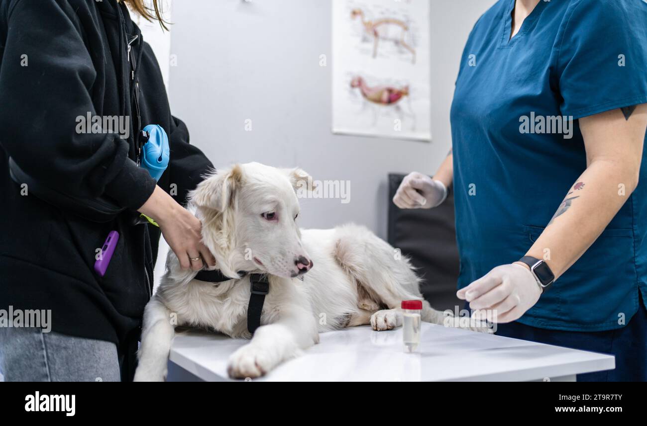Cane bianco con proprietario a appuntamento veterinario. PET sul tavolo per test ed esame veterinario. Foto Stock