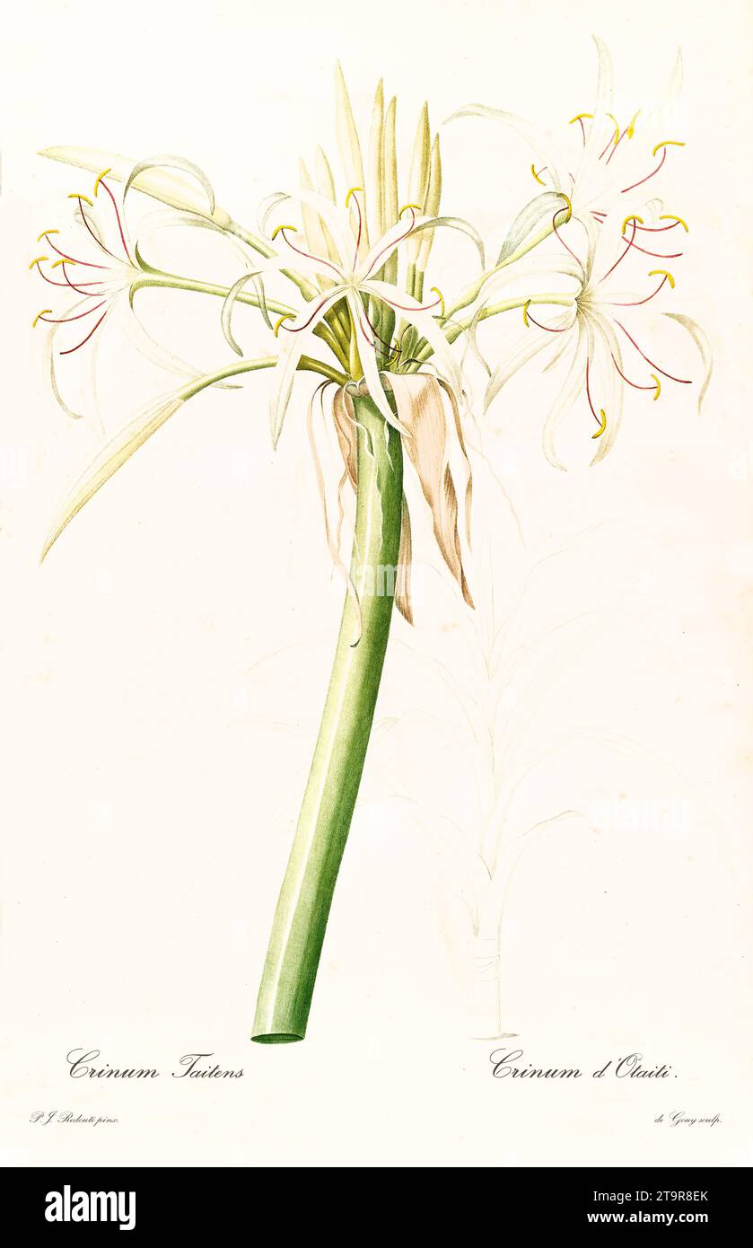 Vecchia illustrazione del giglio della palude (Crinum pedunculatum). Les Liliacées, di P. J. Redouté. Imp. Didot Jeune, Parigi, 1805 - 1816 Foto Stock