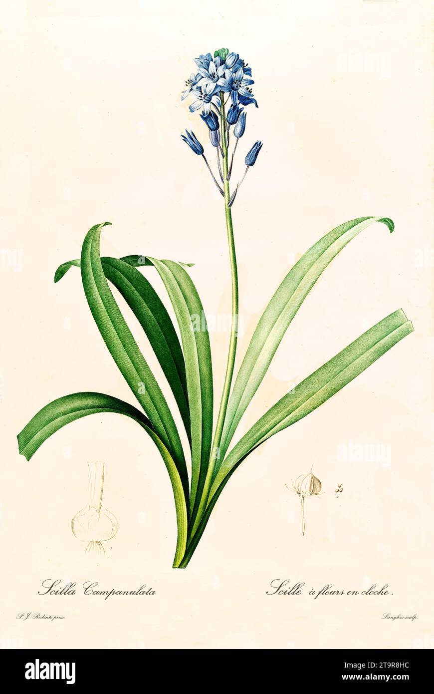Vecchia illustrazione di bluebell spagnolo (Hyacinthoides hispanica). Les Liliacées, di P. J. Redouté. Imp. Didot Jeune, Parigi, 1805 - 1816 Foto Stock