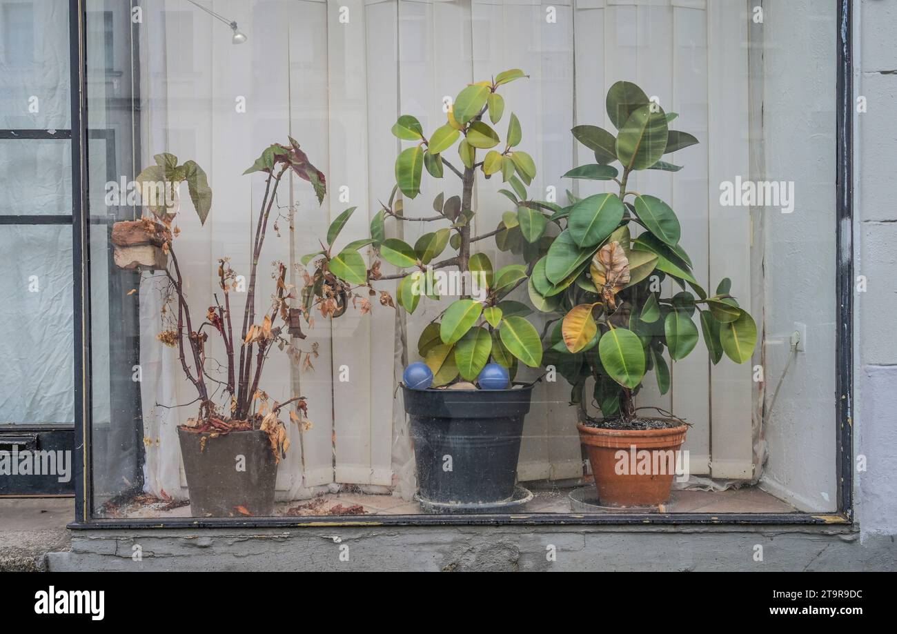 Vertrocknete Pflanzen, Gummibaum, Schaufenster, Steglitz, Berlino, Deutschland Foto Stock