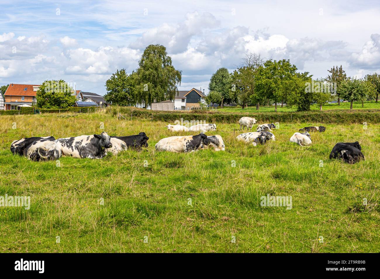 Parcella con un gruppo di vacche con pellicce bianche e nere adagiate su prati verdi, paesaggio agricolo del bestiame olandese, fattorie e alberi su fondo sfocato, Foto Stock