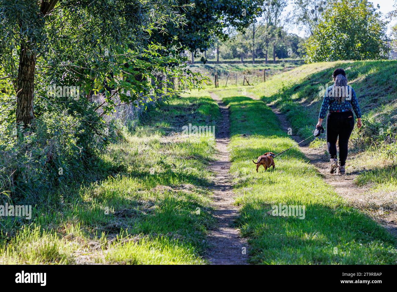 Escursionista donna adulta che cammina con il suo dachshund marrone con il ritorno alla macchina fotografica, sentiero escursionistico nella riserva naturale di Maasvallei, alberi verdi su sfondo sfocato, Foto Stock