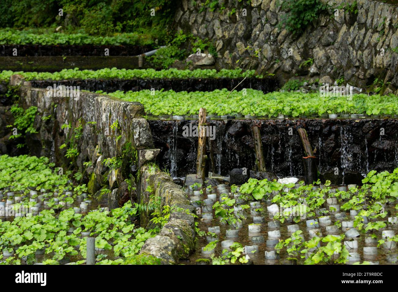 Fattoria Wasabi. Wasabi fresco e biologico nei campi e nelle terrazze di Idakaba, nella penisola di Izu, in Giappone. Foto Stock