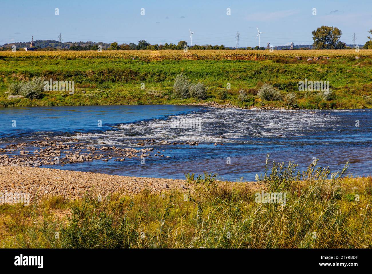Fiume Maas con acqua che scorre tra pietre, terreno alluvionale, campagna belga con alberi sullo sfondo blu, giornata di sole a Maasvallei Foto Stock