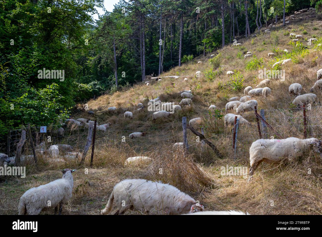 Paesaggio agricolo del bestiame belga con gregge di pecore bianche che pascolano su una collina, alberi lussureggianti con vegetazione verde sullo sfondo, accanto a Th Foto Stock