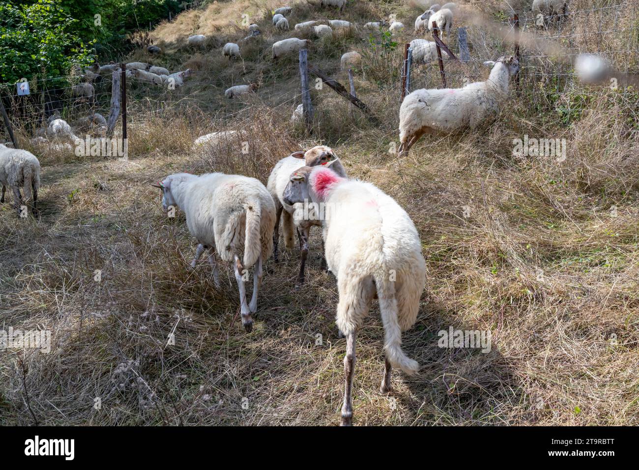 Vista posteriore del gregge di pecore bianche in piedi su erba selvatica, altri pascoli su una collina sullo sfondo, paesaggio agricolo del bestiame, posto rosa sul retro, S Foto Stock