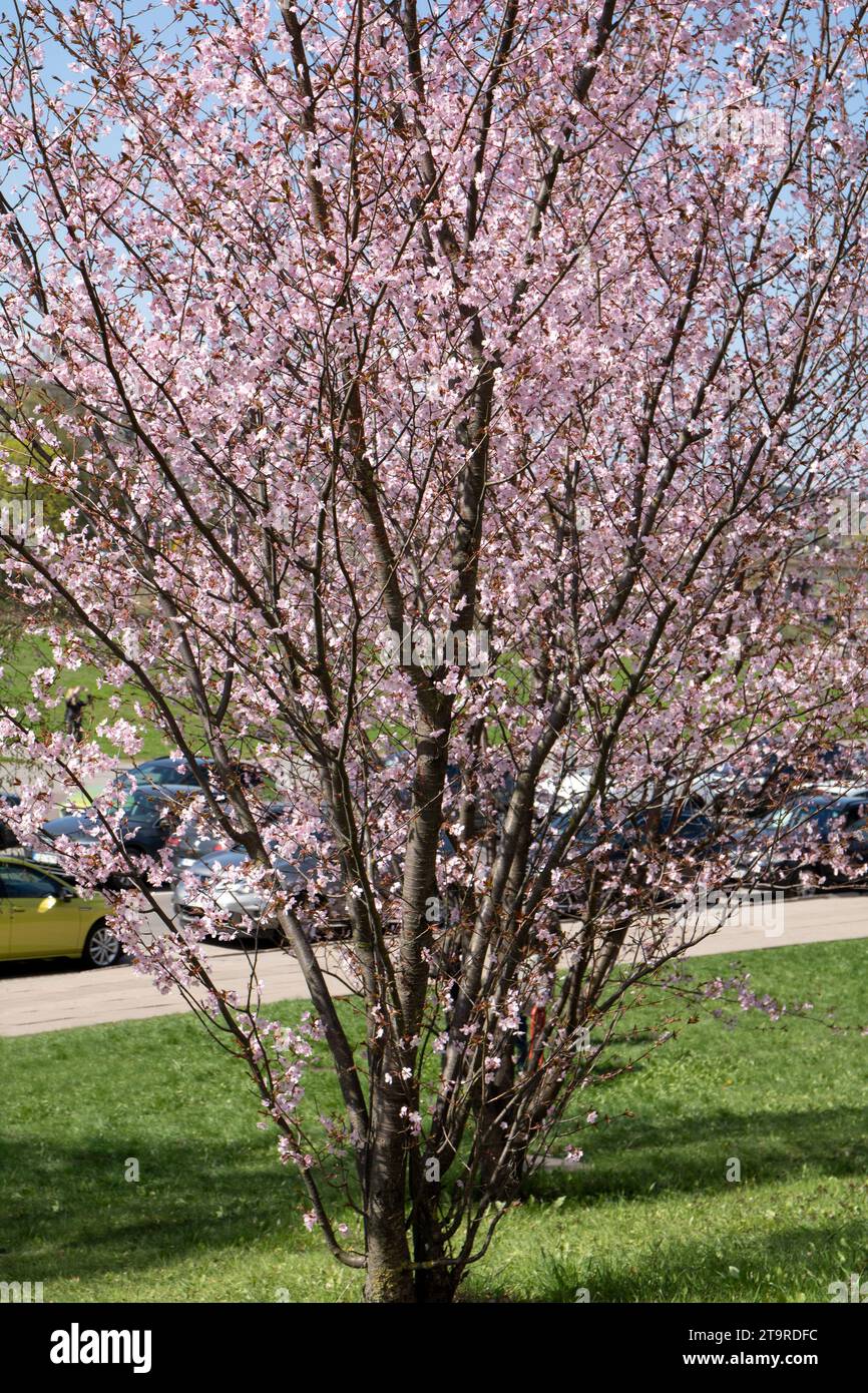 foto, fiori, fiori di ciliegio, rami di alberi, colore rosa, piante, primavera, ciliegi, fotografia, cultura giapponese, sakura, verticale Foto Stock