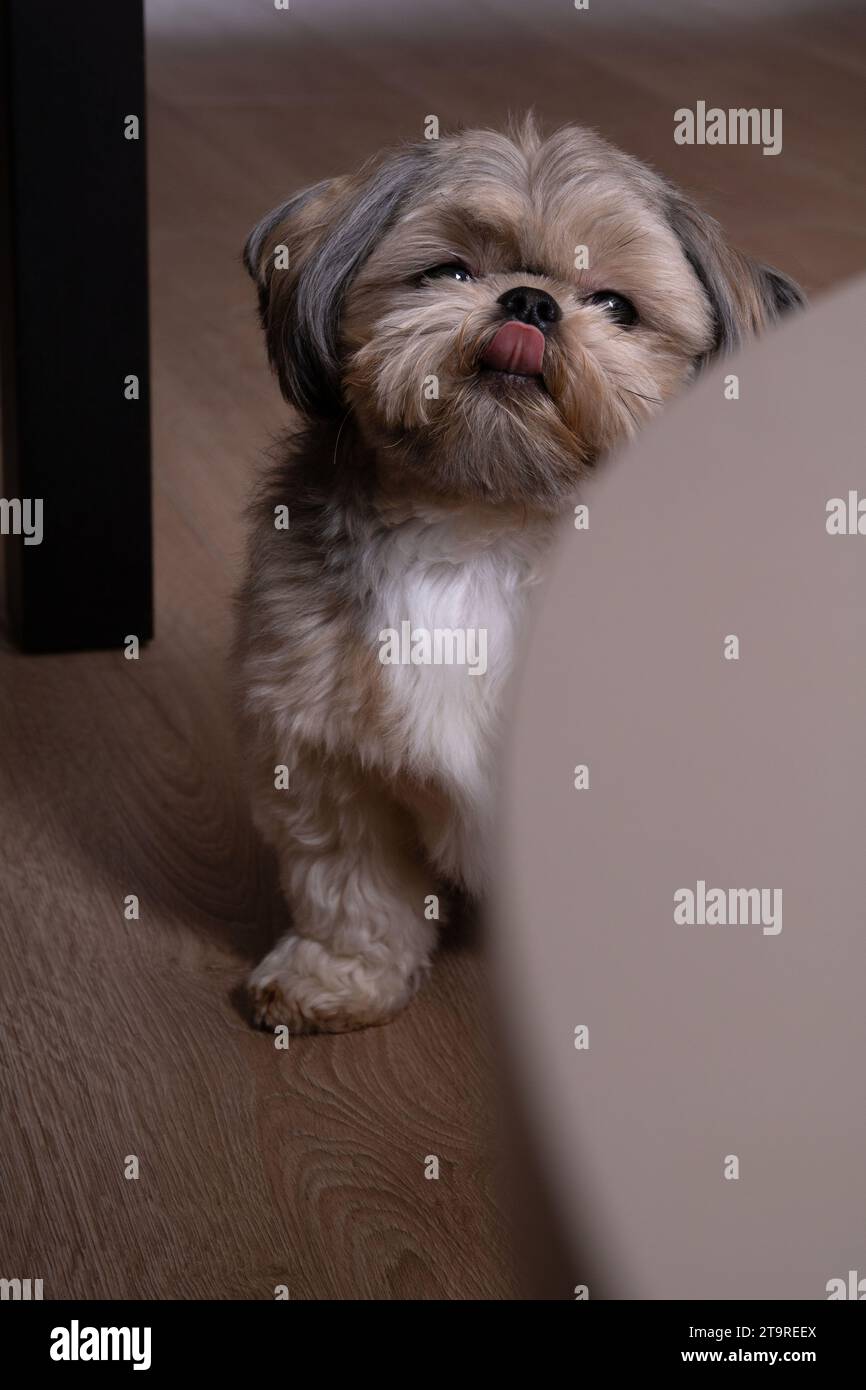 Foto questo affascinante Shih Tzu cattura i cuori. L'adorabile cane, con la sua lingua che sbircia fuori, crea un ritratto di animale. Fotografia, animali domestici, Foto Stock