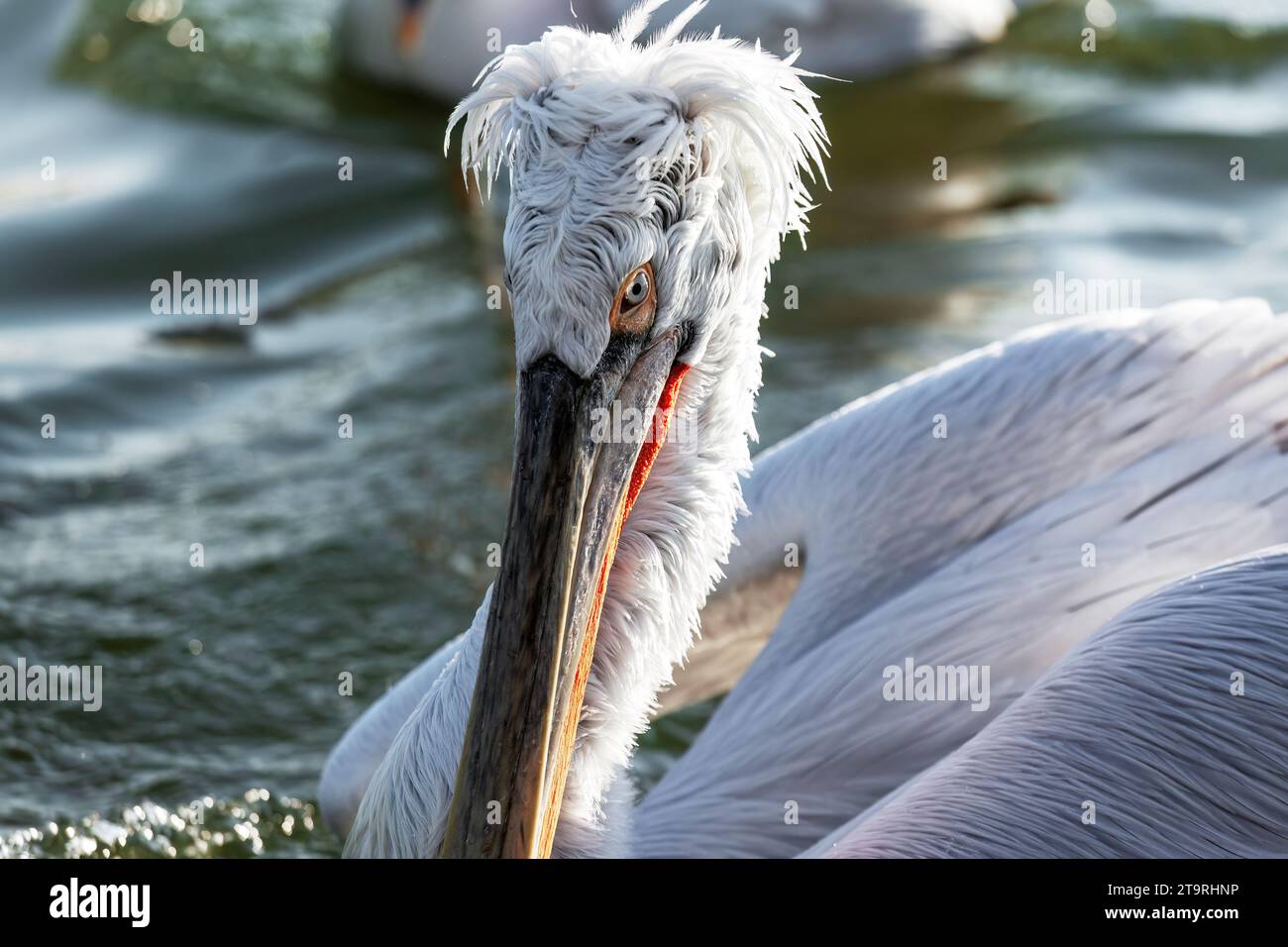 Primo piano di un nido pelicano dalmata maschio sulla superficie d'acqua del lago Kerkini, nella regione di Serres, Macedonia, Grecia, Europa. Foto Stock