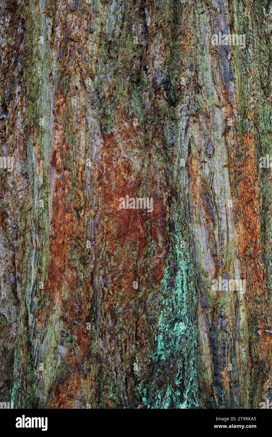 dettaglio della corteccia di sequoia gigante Foto Stock