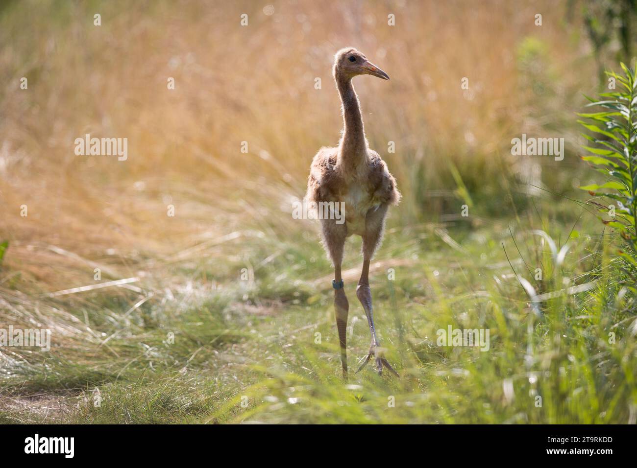 Reintroduzione di WOPOOPOING Crane, uscita diretta autunnale Foto Stock