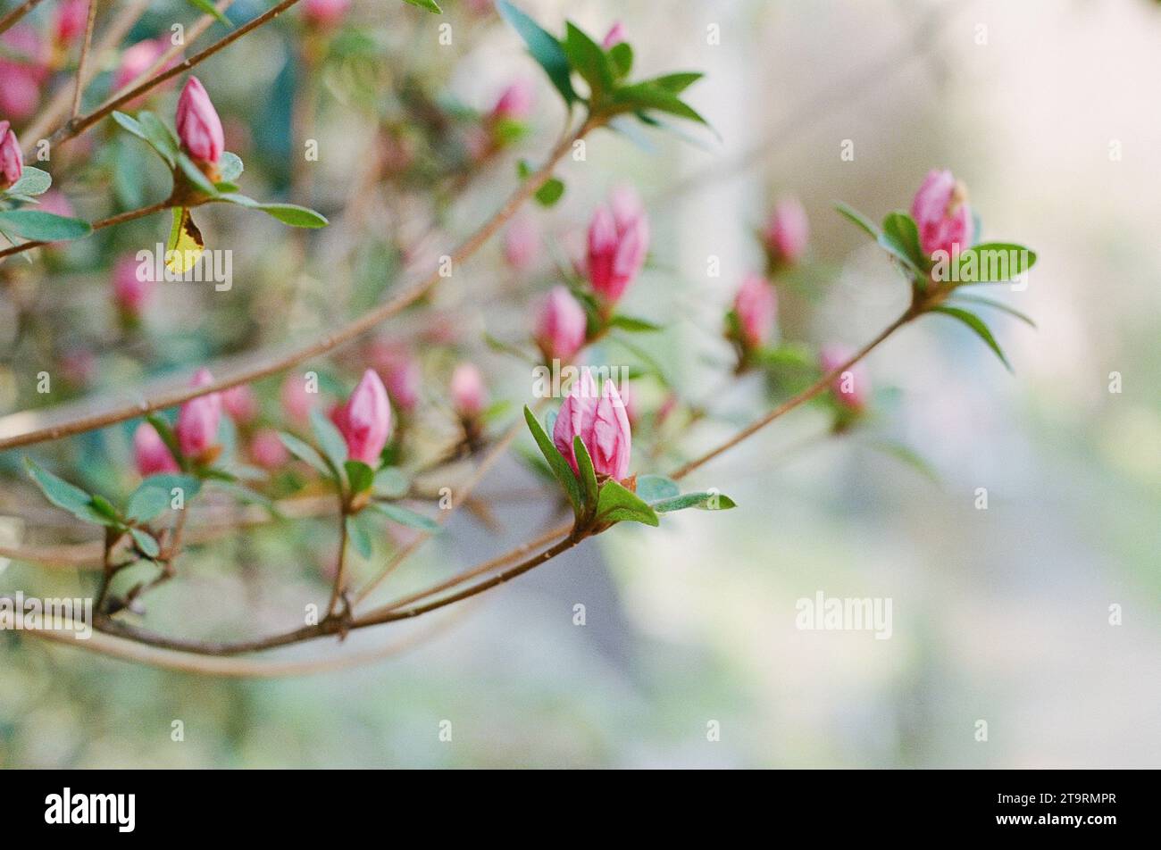 In primavera fiorisce un albero di legno rosa Foto Stock