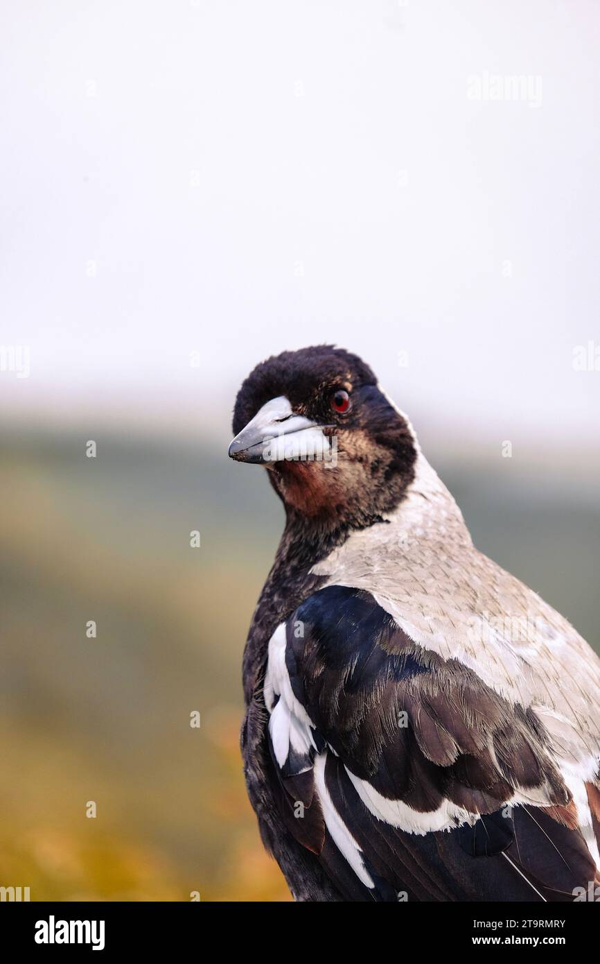 La torta australiana è un uccello passerino bianco e nero originario dell'Australia e della nuova Guinea meridionale, e introdotto in nuova Zelanda. Foto Stock