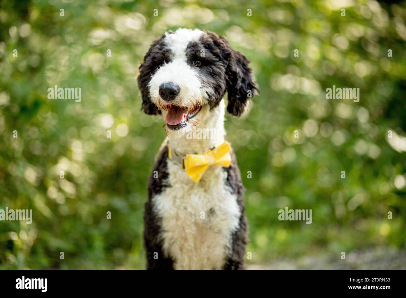 Primo piano di un cane bianco e nero felice che indossa una cravatta gialla Foto Stock