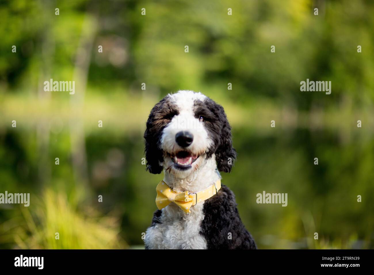 Primo piano di un cane bianco e nero felice che indossa una cravatta gialla Foto Stock