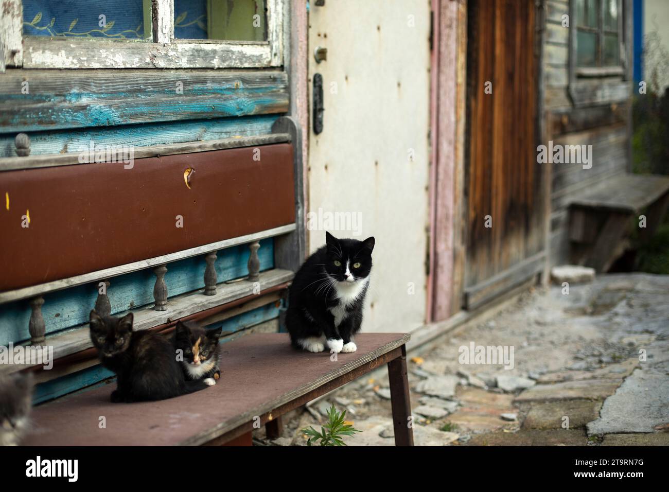 Gatti nella vecchia casa. Gatti in strada. Animali domestici nel ghetto. Foto Stock