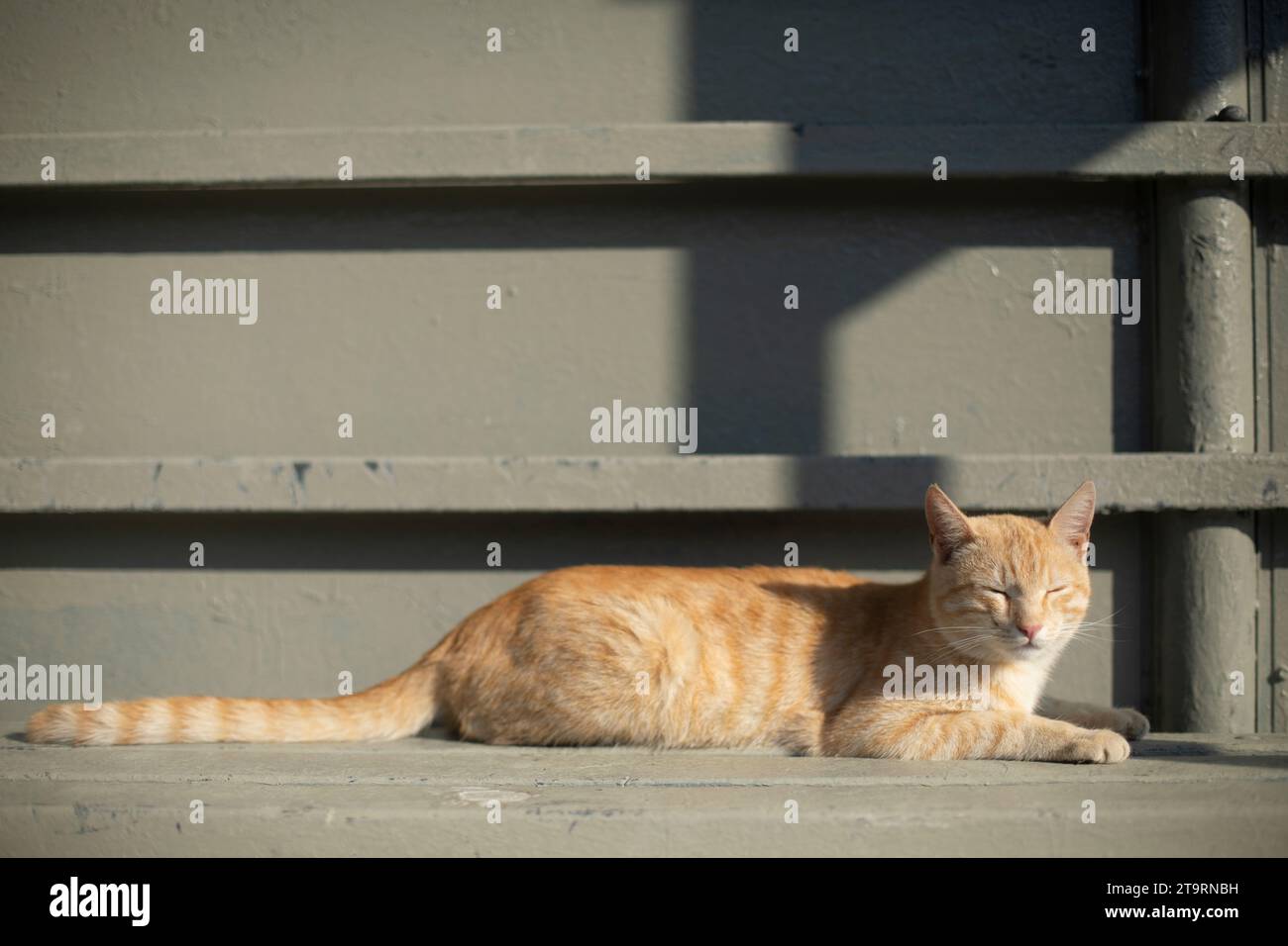 Gatto rosso per strada. Animali domestici con capelli rossi. Gatto alla luce del sole. Foto Stock