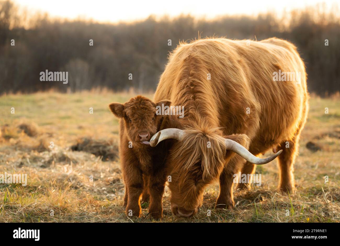 Highland mucca madre e bambino Foto Stock