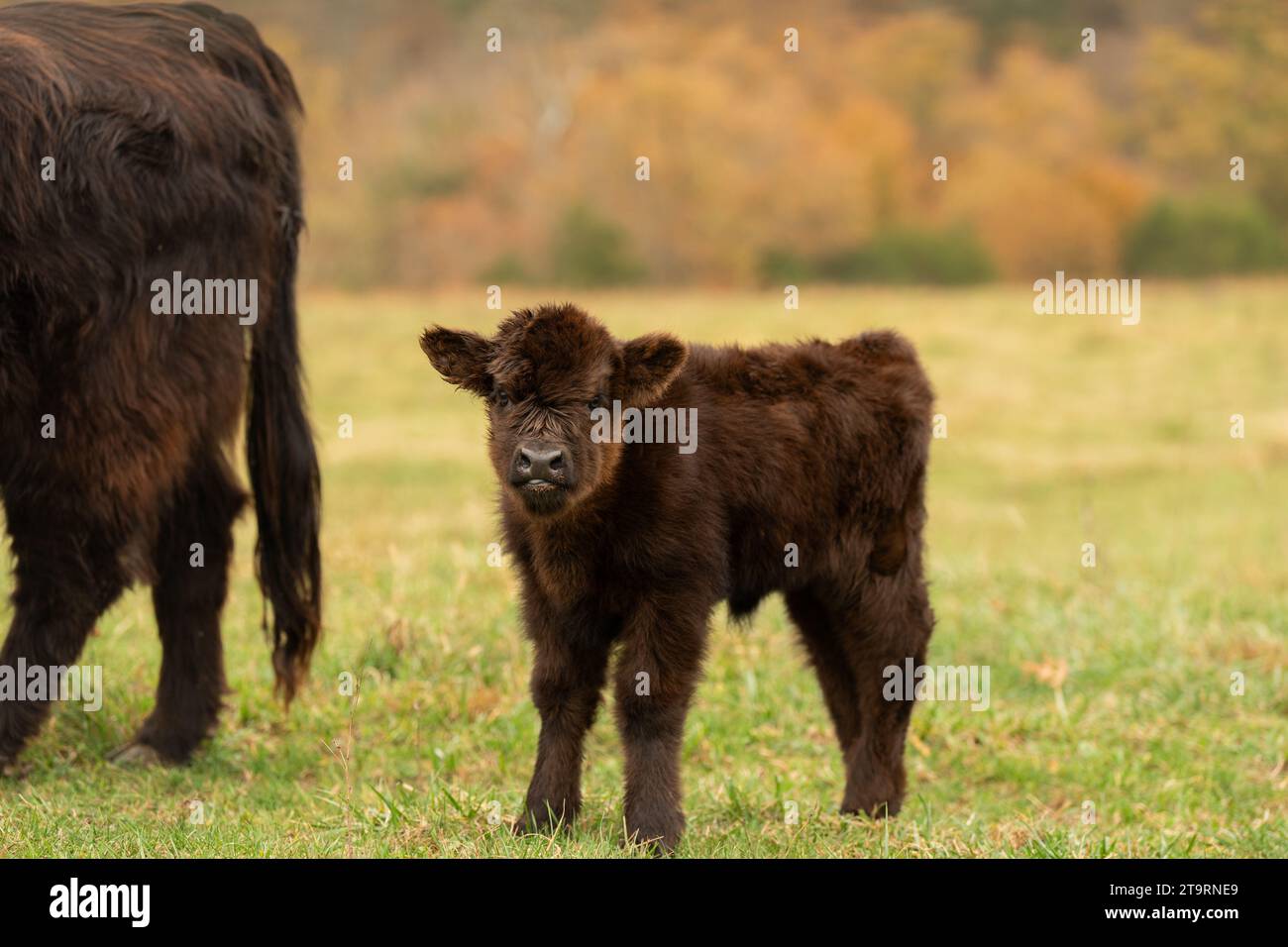 Little Black Baby Highland Cow Foto Stock