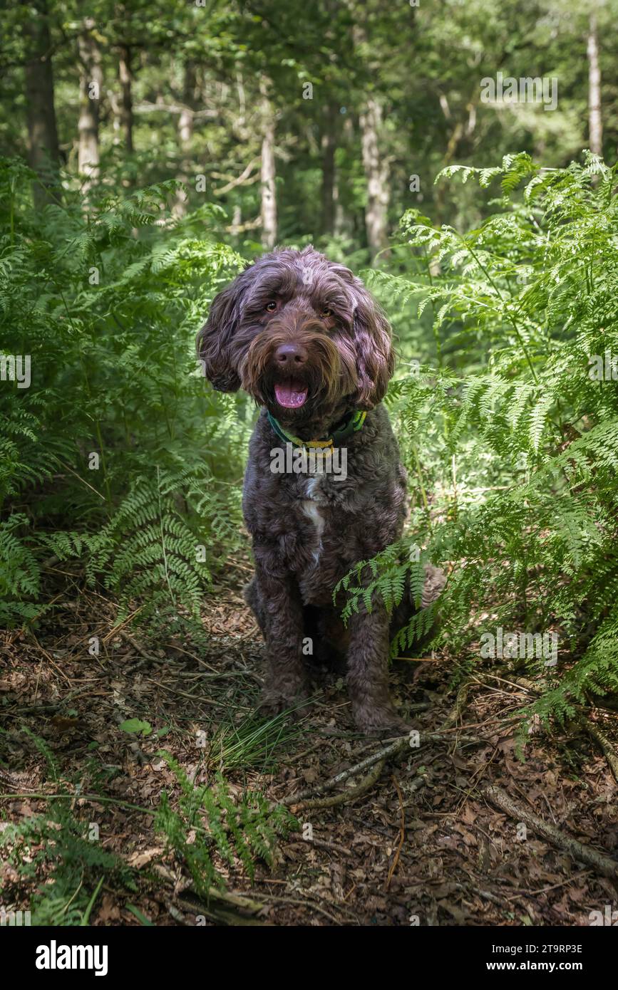 Cane Brown Sprockapoo - Springer Cocker Poodle Cross - seduto a guardare direttamente la macchina fotografica nella foresta con gli alberi Foto Stock